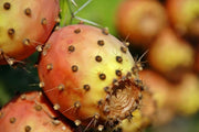 <em>Opuntia streptacantha</em> Stem Extract